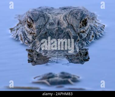 Une proximité d'un alligator photogénique au parc national des Everglades. Banque D'Images