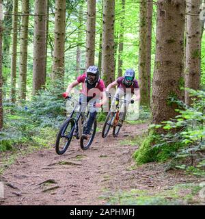 Riders vtt faisant un courageux en descente sur des sentiers en forêt Banque D'Images