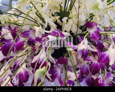 Bouquet d'orchidées violettes et blanches pour la Saint-Valentin ou la fête des mères ou la fête des femmes postez carte ou invitation de mariage Banque D'Images