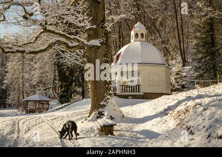 Chien noir dans la neige blanche, beau jour d'hiver à Sigulda, Lettonie Banque D'Images