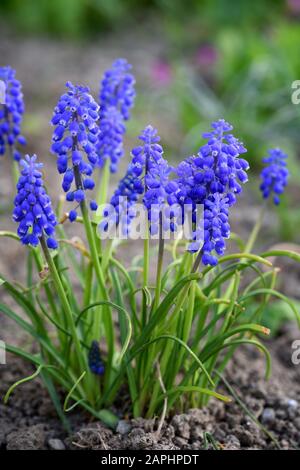 Bleu jacinthe Muscari (Muscari botryoides) dans le jardin de printemps Banque D'Images