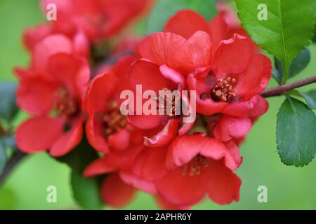 Fleurs rouges de coing japonais (Chaenomeles japonica) sur fond vert Banque D'Images