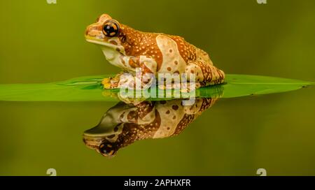 Réflexion de la grenouille du lait amazonien (Trachycephalus resiniftrix) Banque D'Images