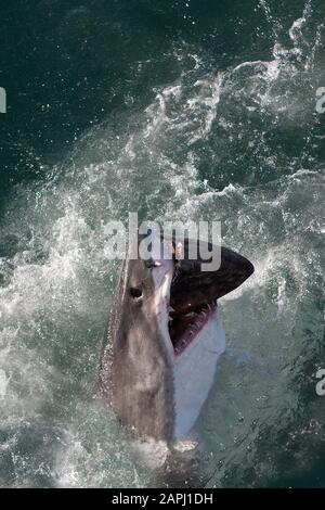 Le grand requin blanc, Carcharodon carcharias, adulte qui les thons, False Bay en Afrique du Sud Banque D'Images