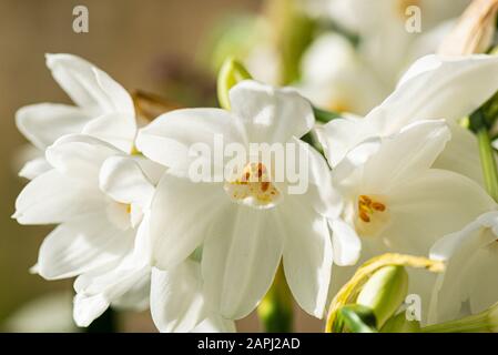 Les fleurs d'un jonquille blanc en papier (Narcisse papyraceus) Banque D'Images