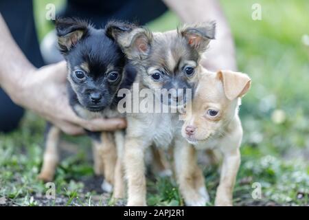 Trois chiots de Chihuahua se sont maintenus ensemble Banque D'Images