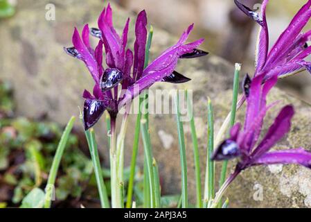 Gouttelettes d'eau sur les fleurs d'un iris réticulé 'Pauline' Banque D'Images