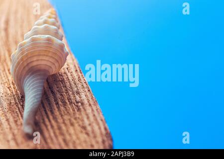 Coque sur un bois dans le fond bleu Banque D'Images
