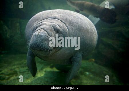 Manatee des Caraïbes ou Manatee Ouest-Indien ou Sea Cow, trichechus manatus, Adulte Banque D'Images