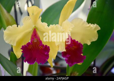 Orchidée de cattleya jaune et rouge. Gros plan à Amsterdam, Pays-Bas. Banque D'Images