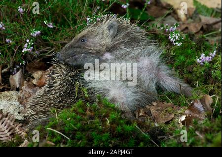 European Hedgehog, erinaceus europaeus, Adulte avec Heaters, Normandie Banque D'Images