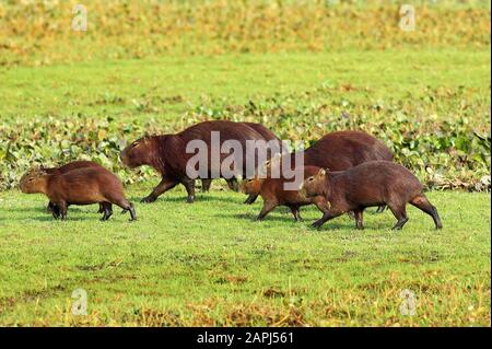 Hydrochoerus hydrochaeris, Capybara, le plus gros rongeur du monde, Los Lianos au Venezuela Banque D'Images