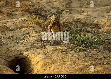 Emprunt Owl, athene cunicularia, Adulte debout à l'entrée de Den, Los Lianos au Venezuela Banque D'Images