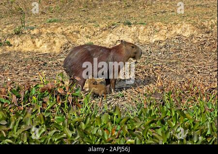 Hydrochoerus hydrochaeris, Capybara, le plus gros rongeur du monde, femme avec bébé suckling, Los Lianos au Venezuela Banque D'Images