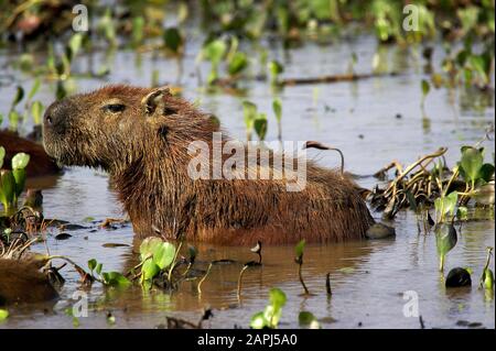 Capybara, hydrochoerus hydrochaeris, le Plus Grand rongeur du monde, Adulte debout à Swamp, Los Lianos au Venezuela Banque D'Images