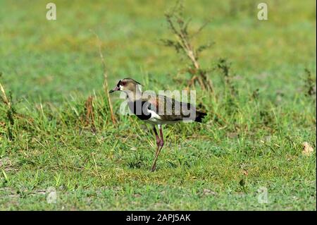 Southern Lapwing, vanellus chilensis, Adulte debout sur Grass, Los Lianos au Venezuela Banque D'Images