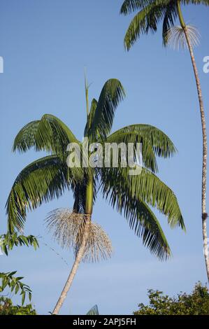 Plam Moriche, Mauritia flexuosa, arbre produisant des coeurs de palmiers, l'Orinoco Delta au Venezuela Banque D'Images