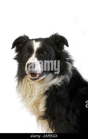 Chien Border Collie, homme contre fond blanc Banque D'Images