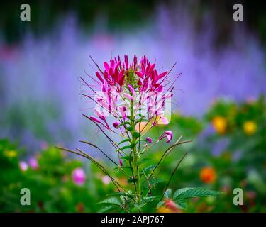 Fleur De Araignée Rose, Cleome Hassleriana, Manitoba, Canada. Banque D'Images