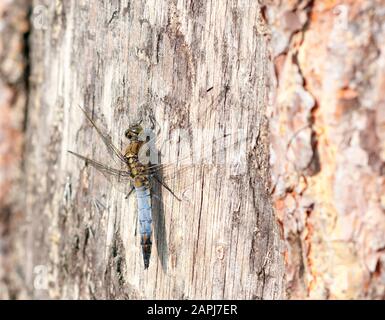 Dragonfly sur écorce d'arbre (Orthoetrum coerulescens) Banque D'Images