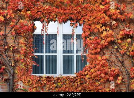 La vigne vierge à trois pointes (Parthenocissus tricuspidata) est magnifique à regarder chaque saison. En automne, presque tout le monde est enthousiaste Banque D'Images