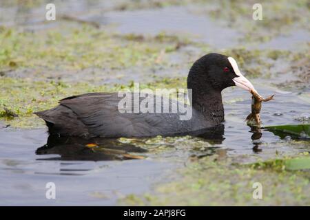 Coot, Fulica atra, alimentation adulte simple sur la grenouille. Rainham Marshes, Essex, Royaume-Uni. Banque D'Images