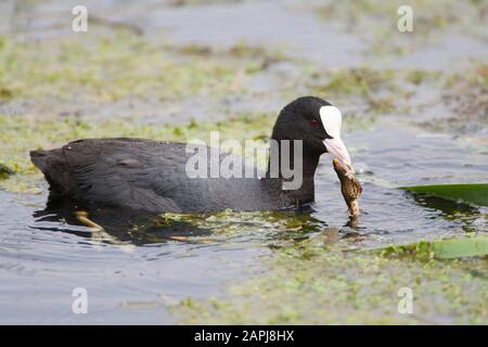 Coot, Fulica atra, alimentation adulte simple sur la grenouille. Rainham Marshes, Essex, Royaume-Uni. Banque D'Images