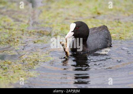 Coot, Fulica atra, alimentation adulte simple sur la grenouille. Rainham Marshes, Essex, Royaume-Uni. Banque D'Images