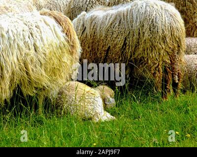 petit troupeau de moutons. la laine à cornes longues sur eux en groupe étroit, pacage sur le pâturage vert avec un peu d'agneau blanc au milieu. concept de production de laine Banque D'Images