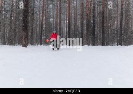 une jeune femme joue de la cisbee avec un chien dans une forêt d'hiver pendant une chute de neige Banque D'Images