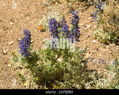 Lupins sauvages fleuris dans le désert d'Atacama à 13 000 pieds dans l'Altiplano chilien Banque D'Images