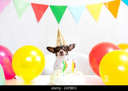Joli petit chien drôle avec un gâteau d'anniversaire et un chapeau de fête de carnaval célébrant son anniversaire. Joyeux anniversaire. L'amour des animaux domestiques et le concept de soins. Banque D'Images