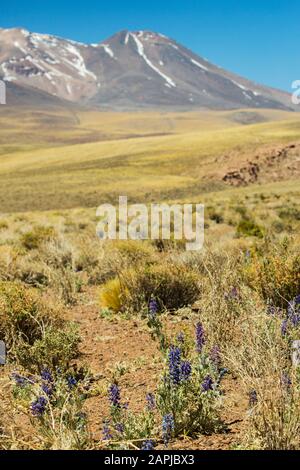 Lupins sauvages fleuris dans le désert d'Atacama à 13 000 pieds dans l'Altiplano chilien Banque D'Images