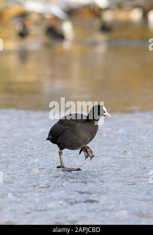 Coot, Fulica atra, adulte simple marchant sur glace. Prise Décembre. Essex, Royaume-Uni. Banque D'Images