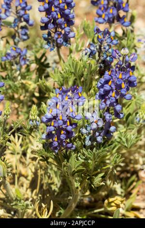 Lupins sauvages fleuris dans le désert d'Atacama à 13 000 pieds dans l'Altiplano chilien Banque D'Images