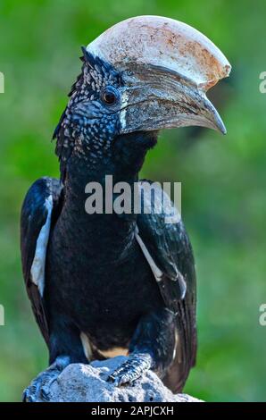 Charme argenté au lac Manyara, Tanzanie Banque D'Images