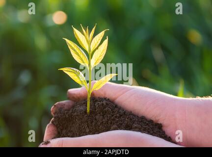 Jeune plante verte dans les mains. Nouvelle vie. Ecology concept Banque D'Images