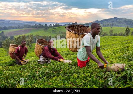 Les hommes locaux cueillir des feuilles de thé à Kibale, en Ouganda Banque D'Images