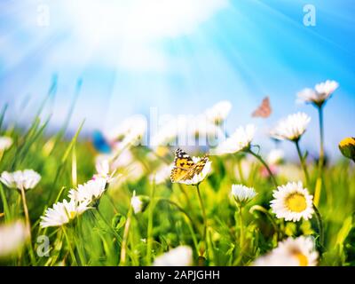 Camomille daisies dans le champ vert sur fond bleu ciel avec soleil et papillon volant. Paysage naturel d'été avec espace de copie Banque D'Images