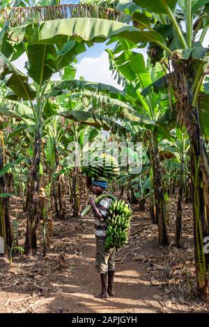 Homme transportant des bananes à Kitwa, Ouganda Banque D'Images