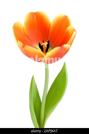 Tulipe orange entièrement fleuri, studio isolé sur fond blanc Banque D'Images