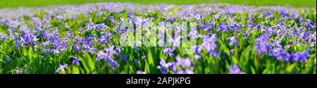 Calmars bleus : fleurs de printemps violettes sur un pré, format panoramique extra large, adapté comme bannière Banque D'Images