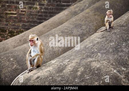 Toque Macaque mère et bébé sur un rocher, Sri Lanka. Banque D'Images