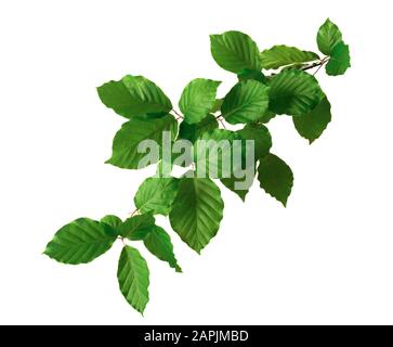 Branche de hêtre avec feuilles vertes closeup, studio isolé sur blanc pur Banque D'Images