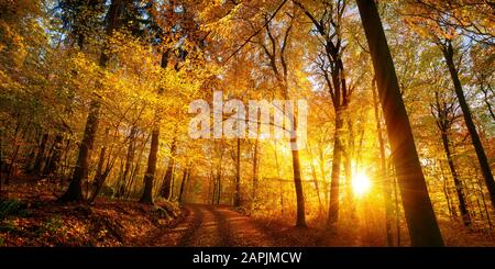 Le soleil couchant enchante une forêt à feuilles caduques aux couleurs or éclatantes, vue panoramique Banque D'Images