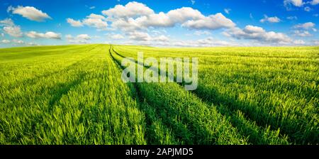 Paysage panoramique avec de vastes champs verdoyants, beau ciel bleu et des nuages blancs moelleux Banque D'Images