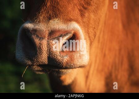 Nez de vache en gros plan, en plein soleil. Image macro d'un museau de vache. Museau de vache à fourrure rouge. Nez animal domestique. Gros plan du nez de bœuf brun. Banque D'Images