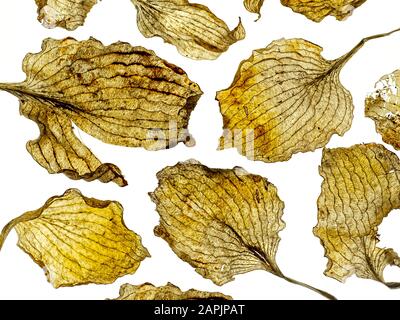 Feuilles mortes Hosta placées dans la disposition du design Nom commun plantain lys hiver Norfolk Banque D'Images