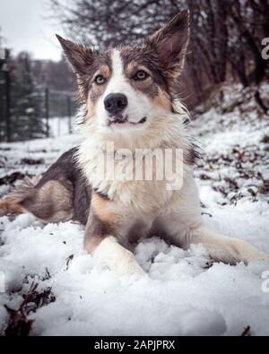 Bordure de chien collie lilas avec de très beaux yeux reposant calme sur la neige avec une vue sur les montagnes de neige Banque D'Images