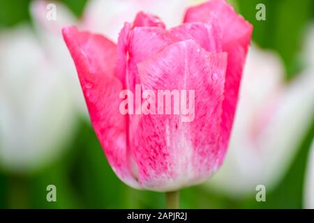 Tulipes roses qui poussent dans le jardin au printemps. Tulipe dans la fraîcheur du printemps. Banque D'Images
